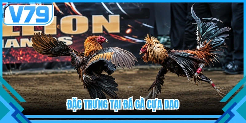 Đặc trưng tại đá gà cựa dao